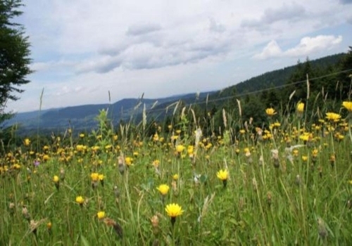 Agroturystyka Anna / Stryszawa